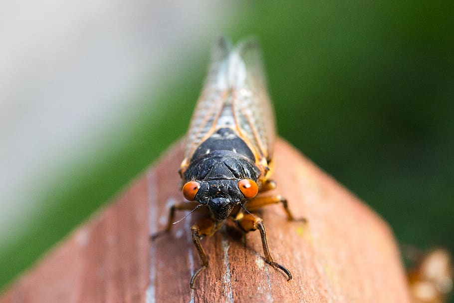 Magicicada Septemdicem Close Up Photo, close-up, insect, macro HD wallpaper
