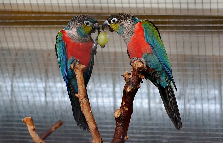 parakeet, aviary, exotic, cute, food, parts, animal, animal themes HD wallpaper