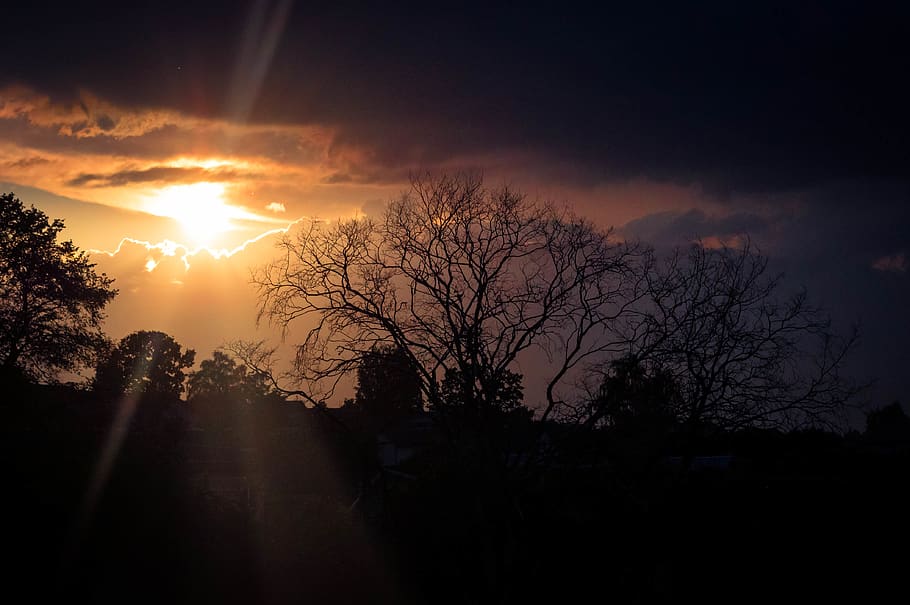 Silhouette of Trees during Golden Hour, backlit, beautiful, clouds HD wallpaper