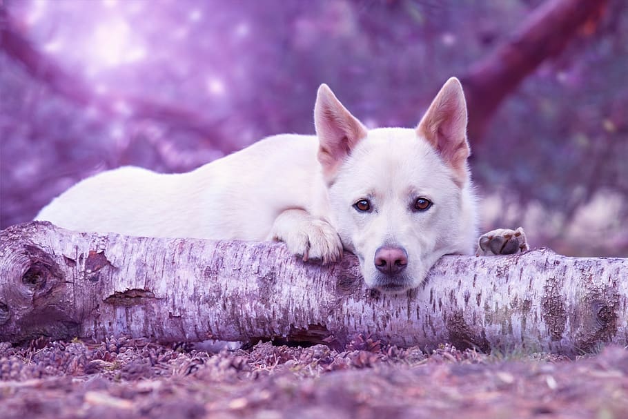 White German Shepherd Lying on Brown Log Close-up Photo, adorable, HD wallpaper