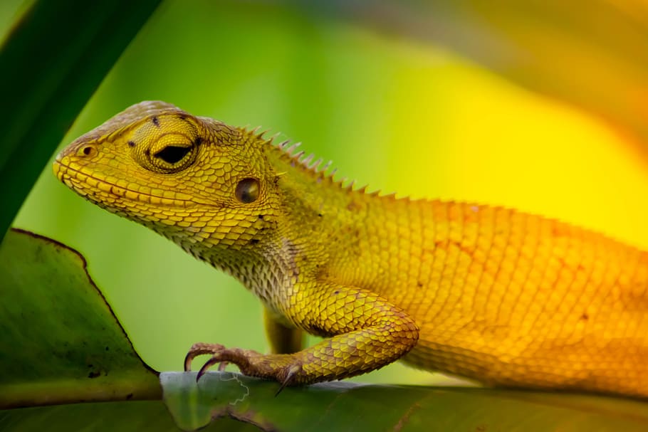 900+ Free Chameleon & Lizard Images - Pixabay