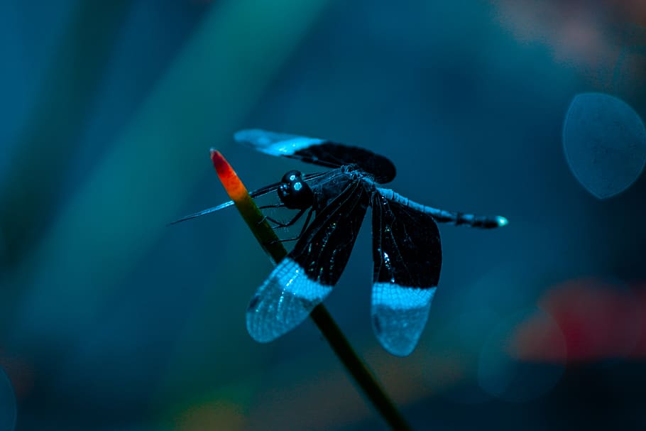 black dragonfly perched on grass, animals in the wild, animal wildlife HD wallpaper