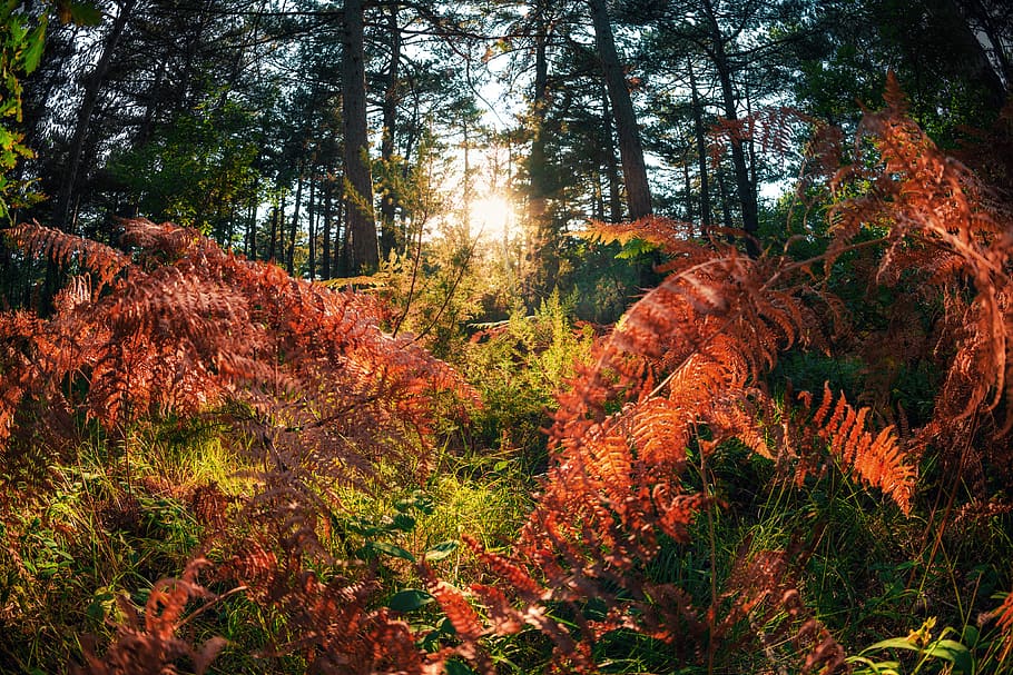 red-leafed plants, tree, forest, tranquility, growth, land, beauty in nature HD wallpaper