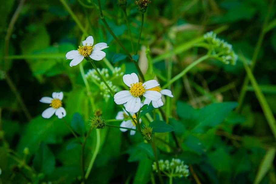 daisy, marco, spring, green, grass, flowering plant, freshness HD wallpaper