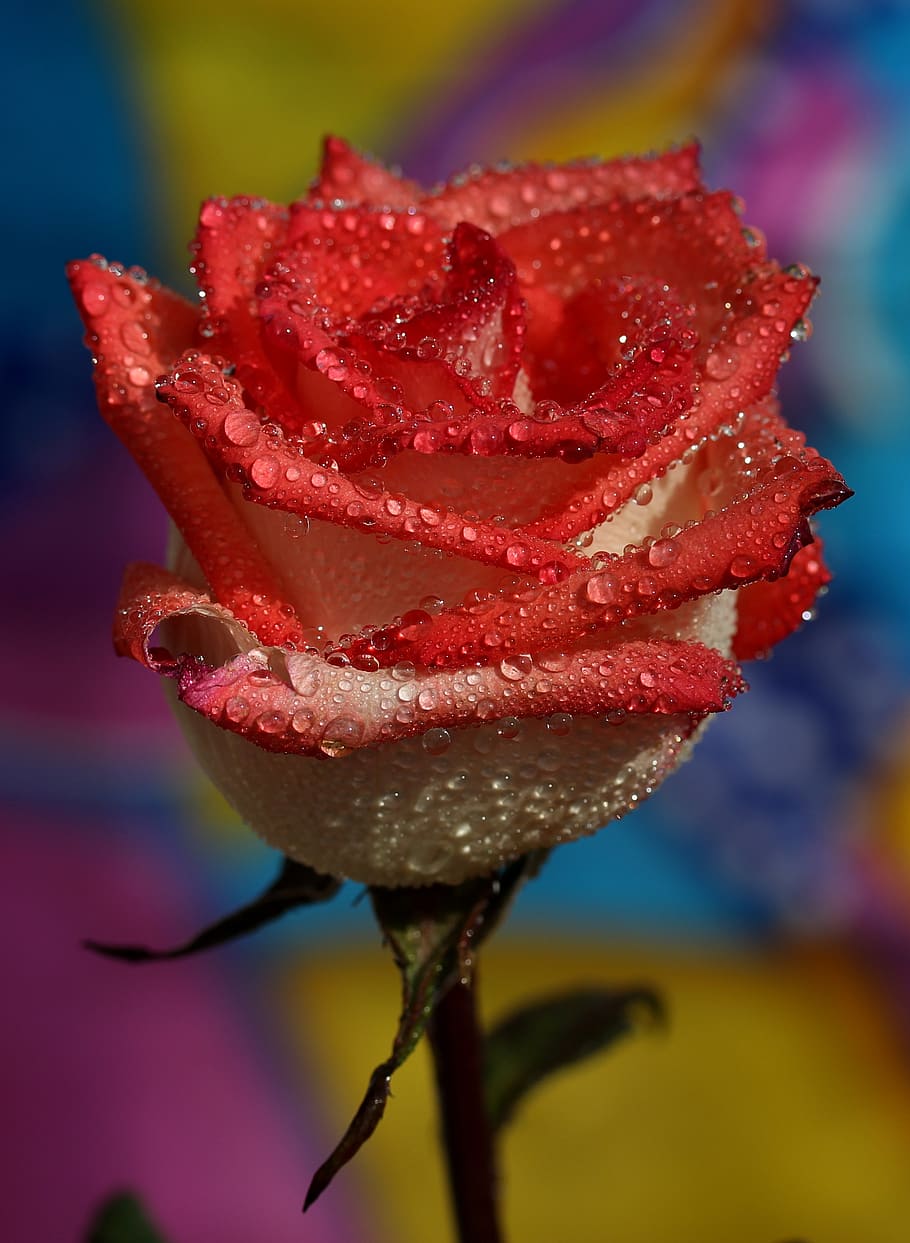 Public Domain. rose, red, wet, drops, flower, close-up, focus on foreground...