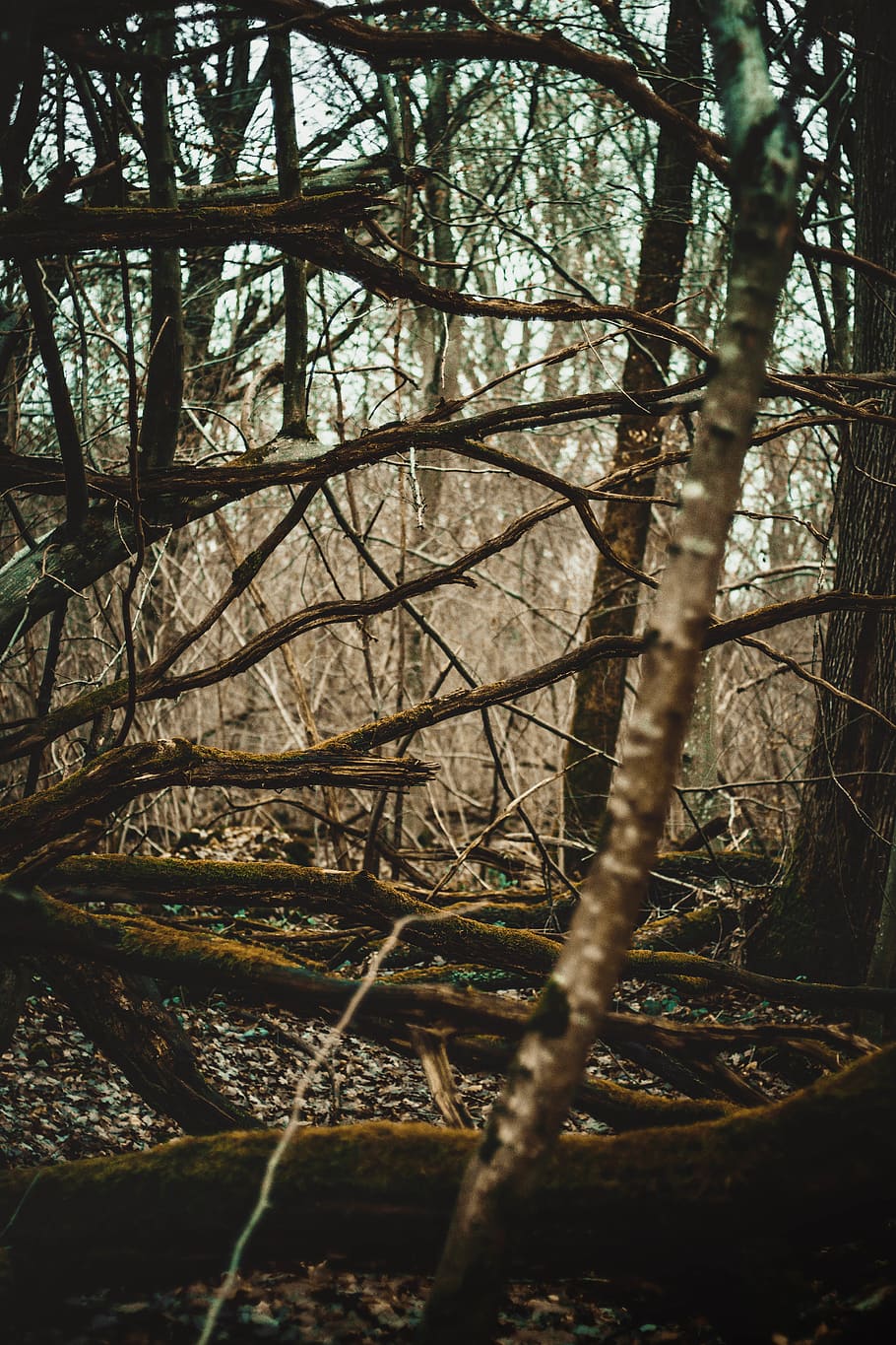 bare trees in forest, plant, no people, day, nature, branch, land HD wallpaper