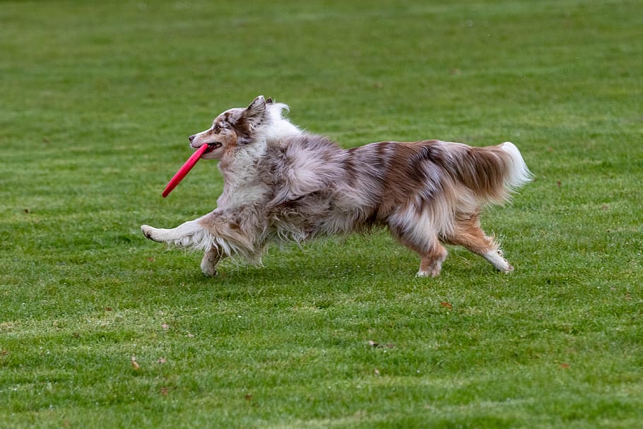 frisbee, dogfrisbee, disc mastiffs, hundesport, domestic, pets HD wallpaper