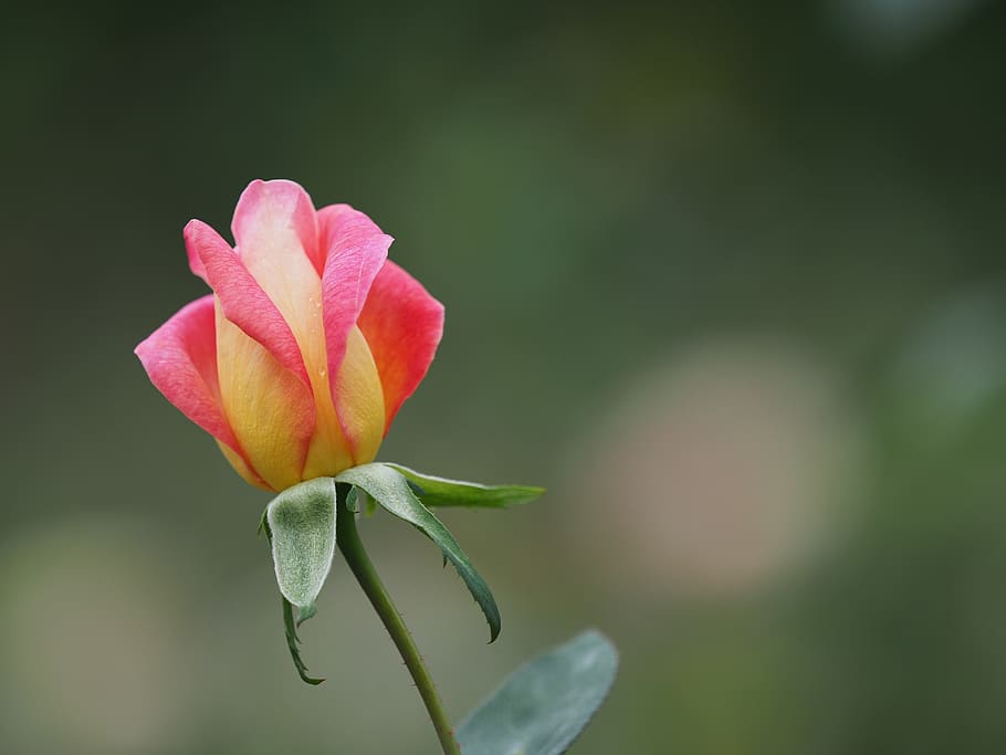 flower, rose, macro, green, yellow, pink, plant, nature, detail HD wallpaper