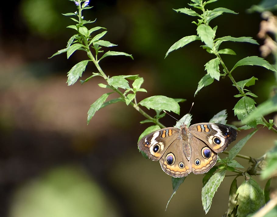 moth, flower, plant, insect, nature, garden, summer, bloom HD wallpaper