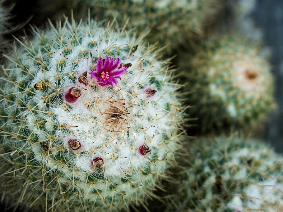 plant, cactus, fruit, pineapple, food, barrel, rain barrel HD wallpaper