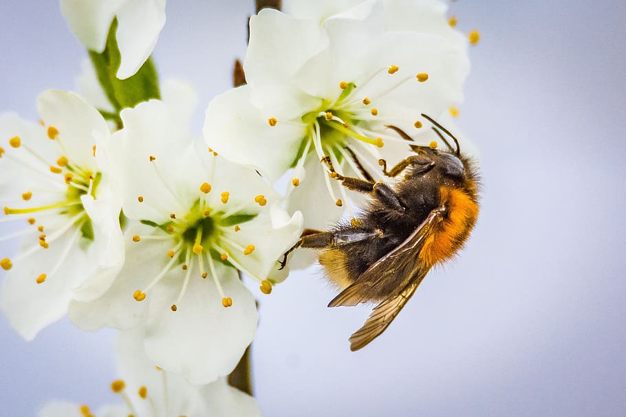 Bee on White Flower, animal, bloom, blooming, blossom, close-up HD wallpaper