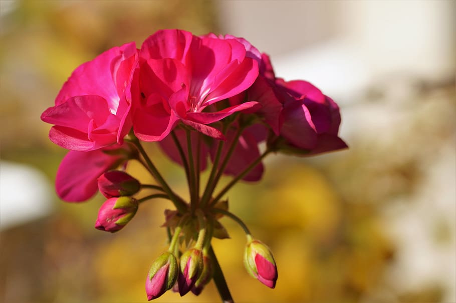 nutmeg, flower, pink, geranium, balcony, ornamental, plant HD wallpaper