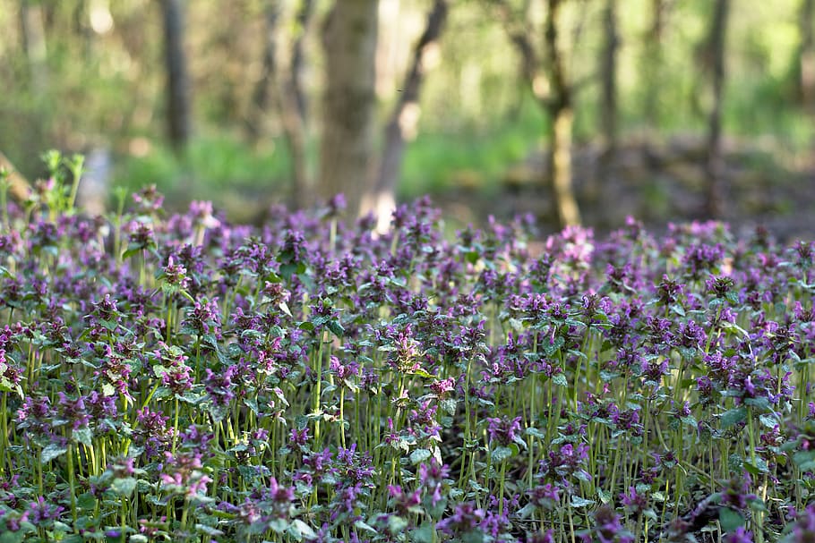violets, forest, trees, nature, spring, violas, flowering plant HD wallpaper