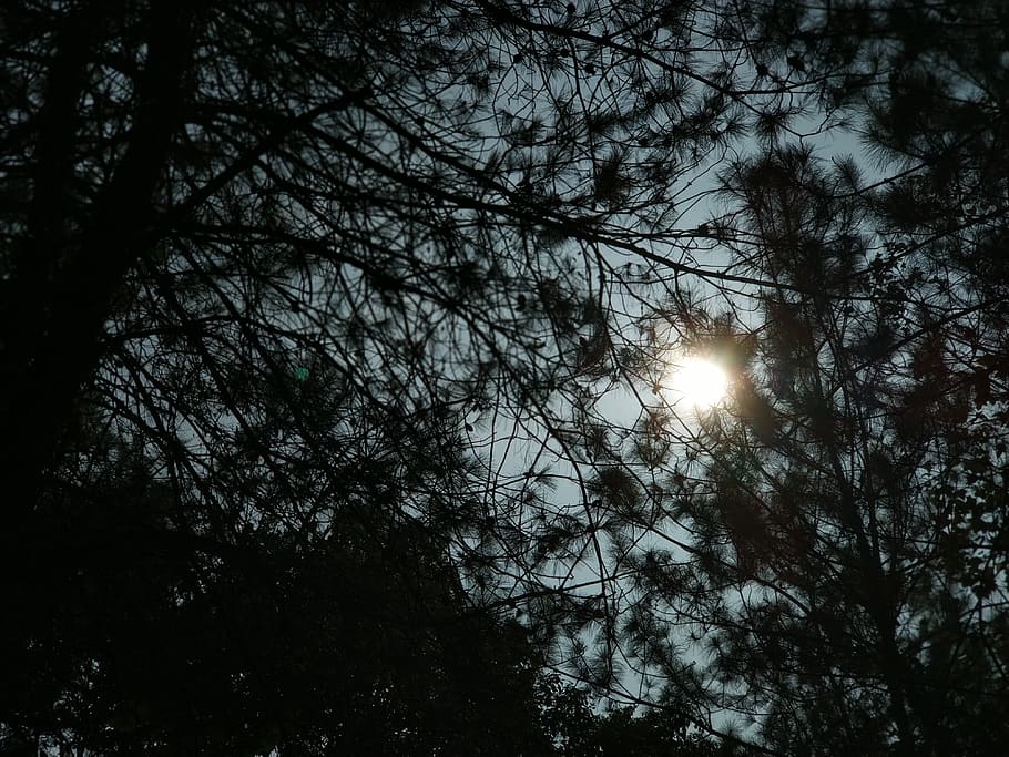 the sun, tree, plant, sky, low angle view, tranquility, beauty in nature HD wallpaper