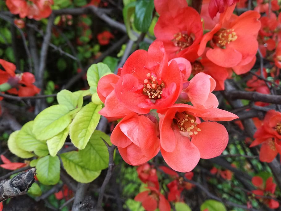 red, flowers, spring, milano, flowering plant, growth, beauty in nature HD wallpaper