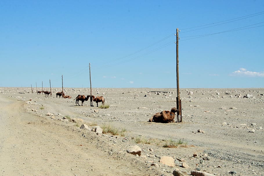 gobi desert, mongolia, parking, camel, sky, mammal, domestic animals, HD wallpaper