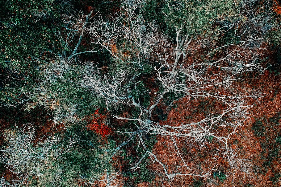 Aerial Photography of Green Leafed Tree, branch, color, environment HD wallpaper