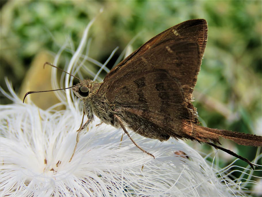 moth, wings, bug, insect, flower, plant, nature, animal themes, HD wallpaper