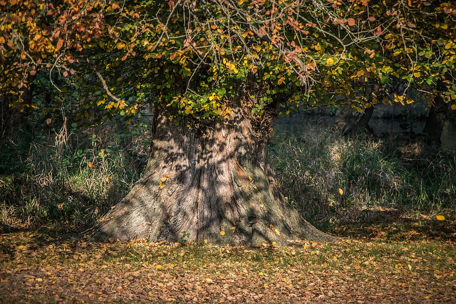 autumn, leaves, tree, old, colorful, nature, plant, land, forest HD wallpaper