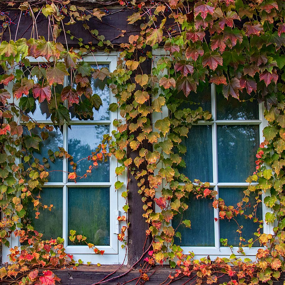 Photo of Window With Vine Plants, architecture, covered, foliage HD wallpaper