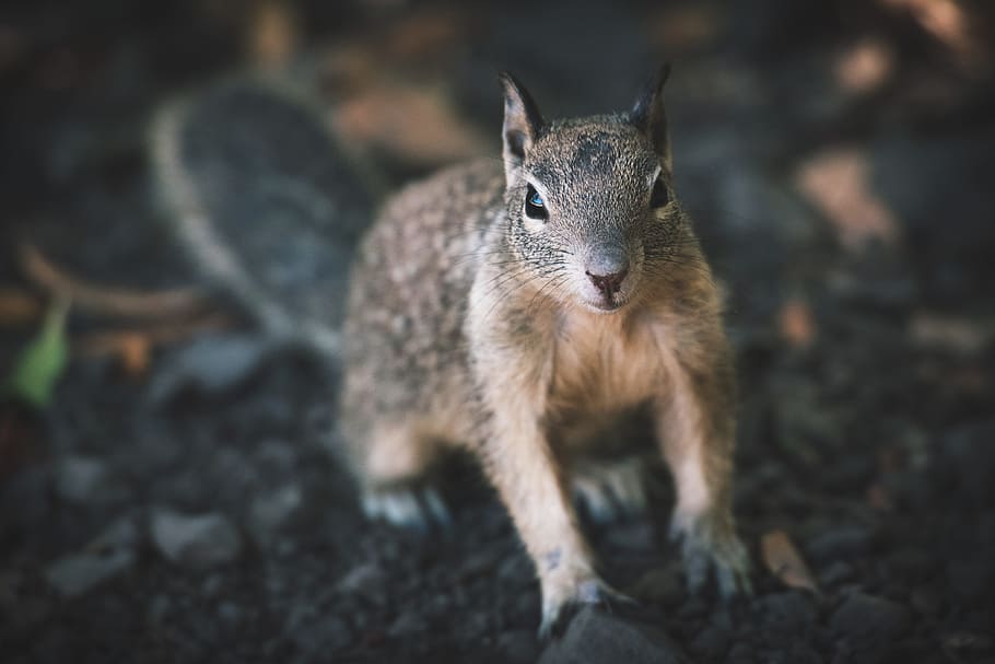 Curious Squirrel, animals, tree, one animal, mammal, animal wildlife HD wallpaper