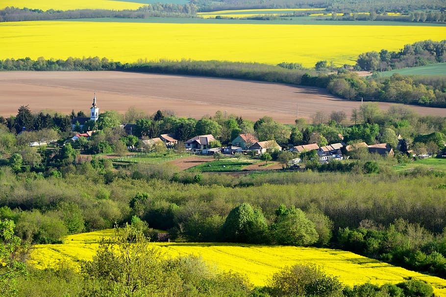 csarnóta, baranya, yellow, green, church, village, landscape, HD wallpaper
