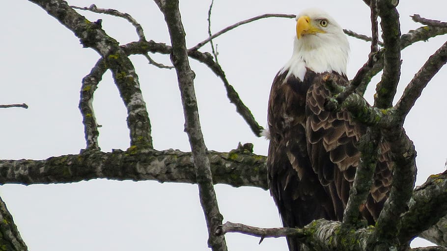 iowa, decorah, bald eagle, bird, tree, animal themes, vertebrate HD wallpaper