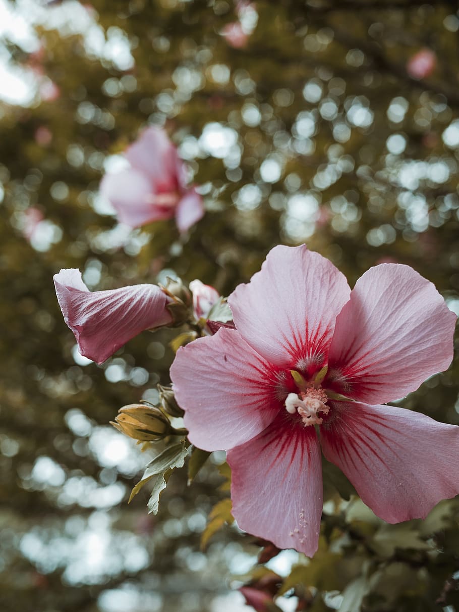 nature, flower, flowering plant, fragility, vulnerability, petal HD wallpaper