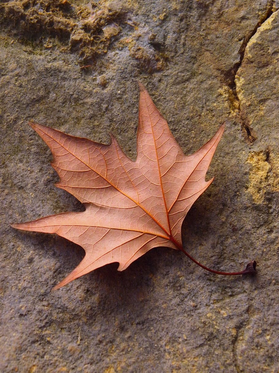 leaf, fall, nature, maple, desktop, wood, tree, flora, season HD wallpaper