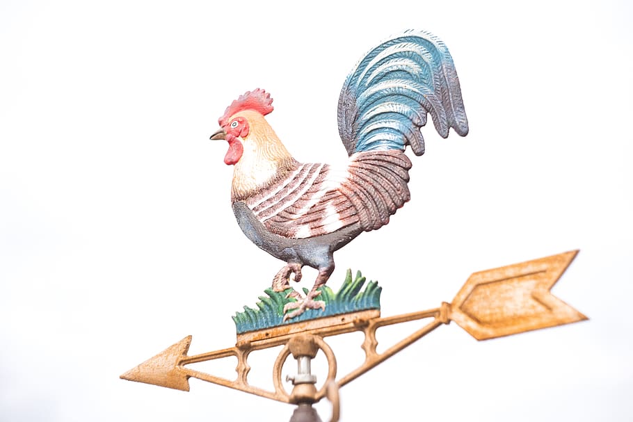 multicolored rooster tool, poultry, chicken, fowl, animal, bird HD wallpaper