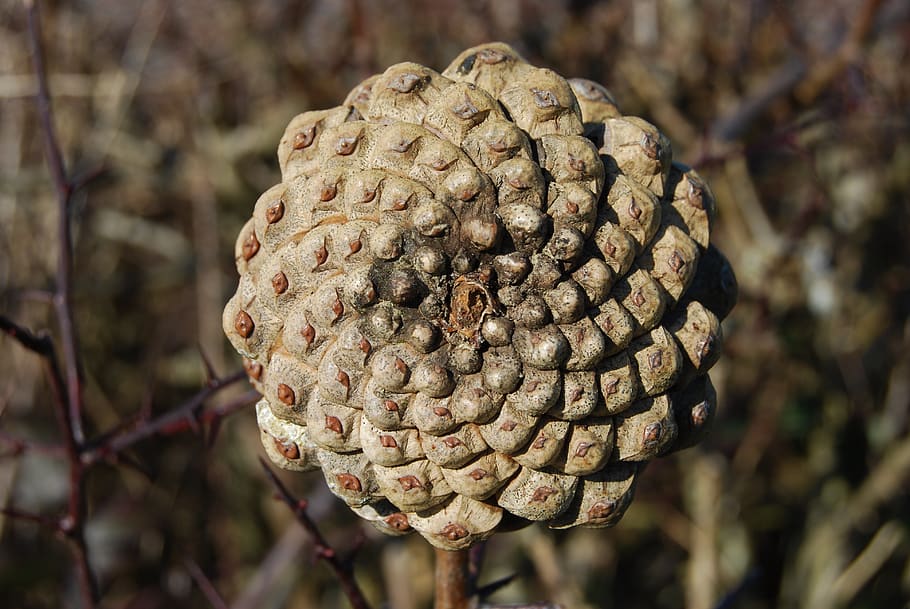 pine, cone, spiral, close-up, food, food and drink, focus on foreground HD wallpaper