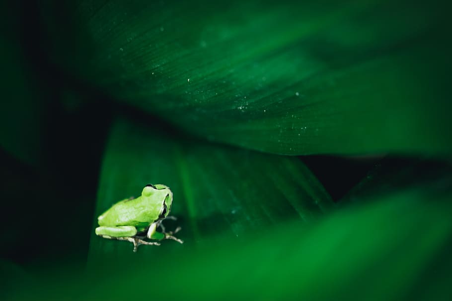 frog, tree frog, green, nature, rainy, rainy season, rainy days HD wallpaper
