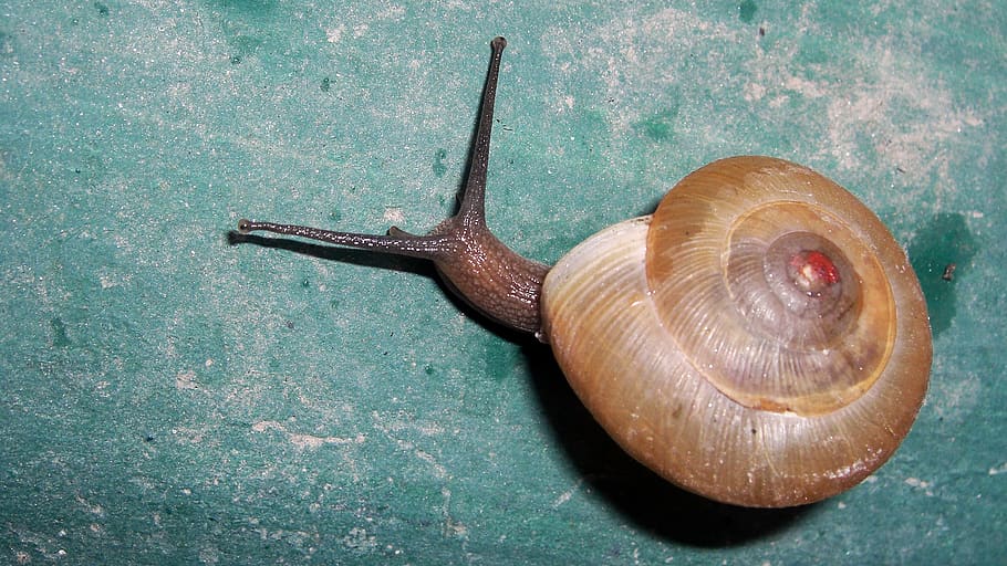 nepal, kathmandu, gastropod, animal wildlife, snail, one animal HD wallpaper