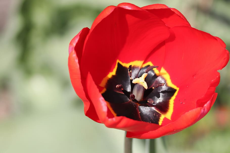 tulip, red, inside, stamp, blossom, bloom, spring flower, colorful HD wallpaper