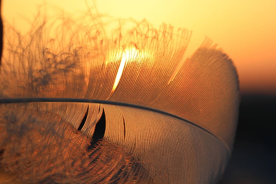 feather, sun, backlighting, sunset, sunlight, nature, no people HD wallpaper