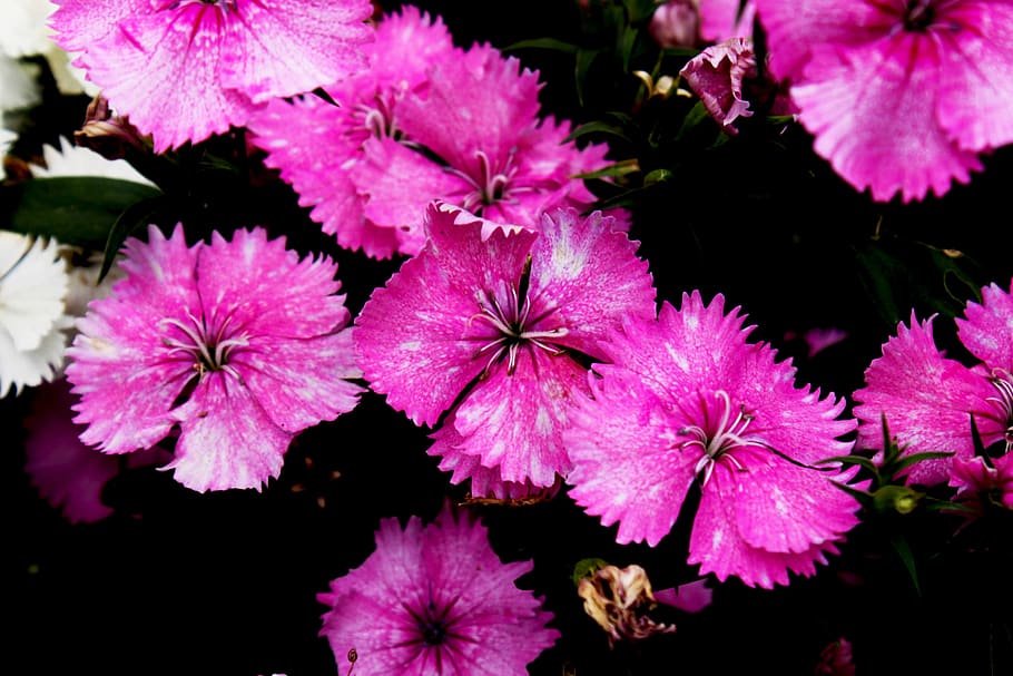 flower, blossom, bloom, spring, petals, summer, botanical, floral HD wallpaper