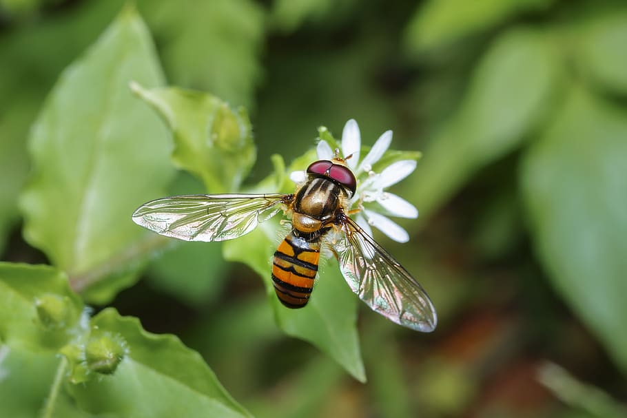 macro, bee, ins, insect, flower, nature, garden, spring, outdoors HD wallpaper
