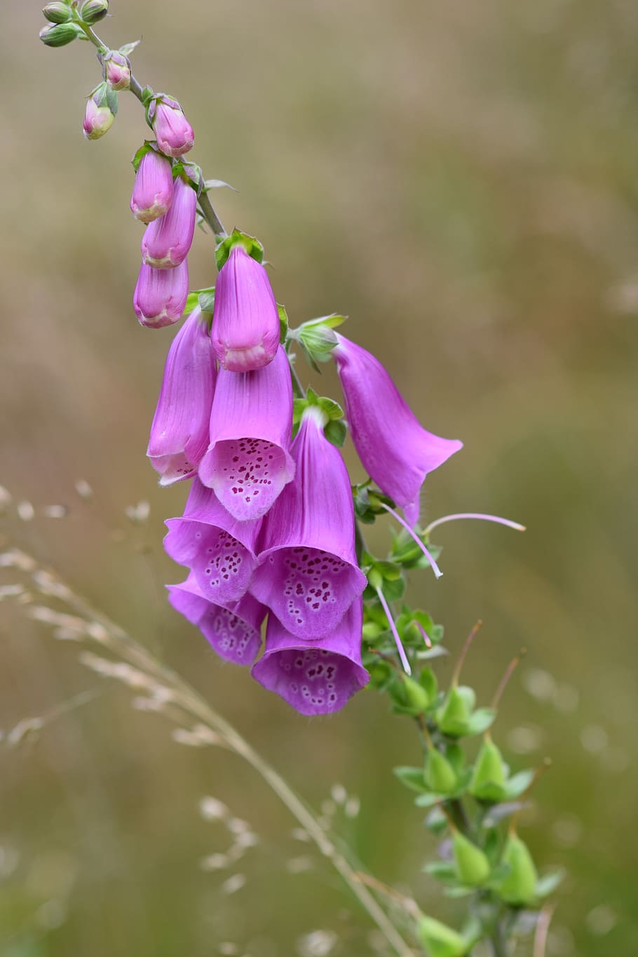 thimble, forest, flower, flowering plant, vulnerability, fragility HD wallpaper