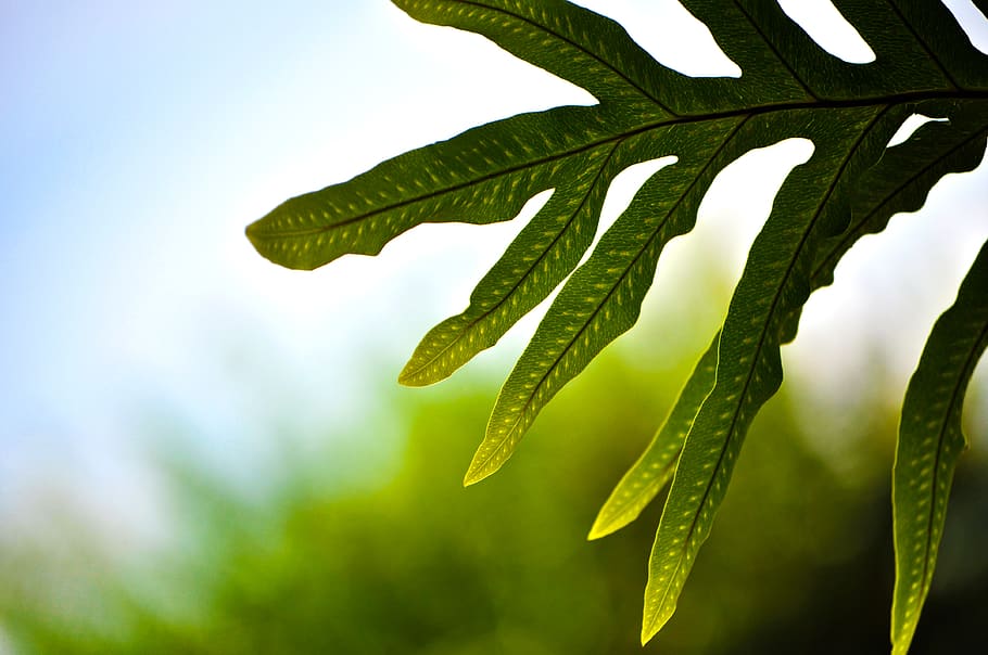 leaf, plant, green, sunlight, vegetation, fern, veins, grass HD wallpaper
