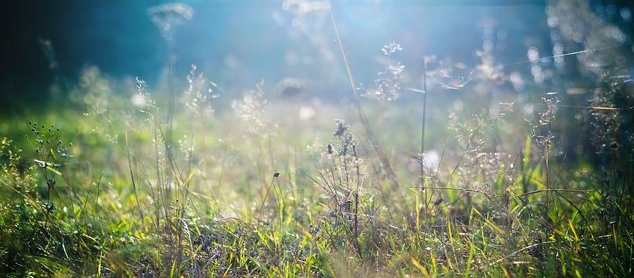 grass, plants, flora, botanica, summer, nature, field, sunlight HD wallpaper