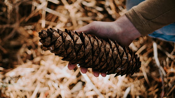 brown pinecone, human, person, finger, plant, spiral, coil, tree HD wallpaper