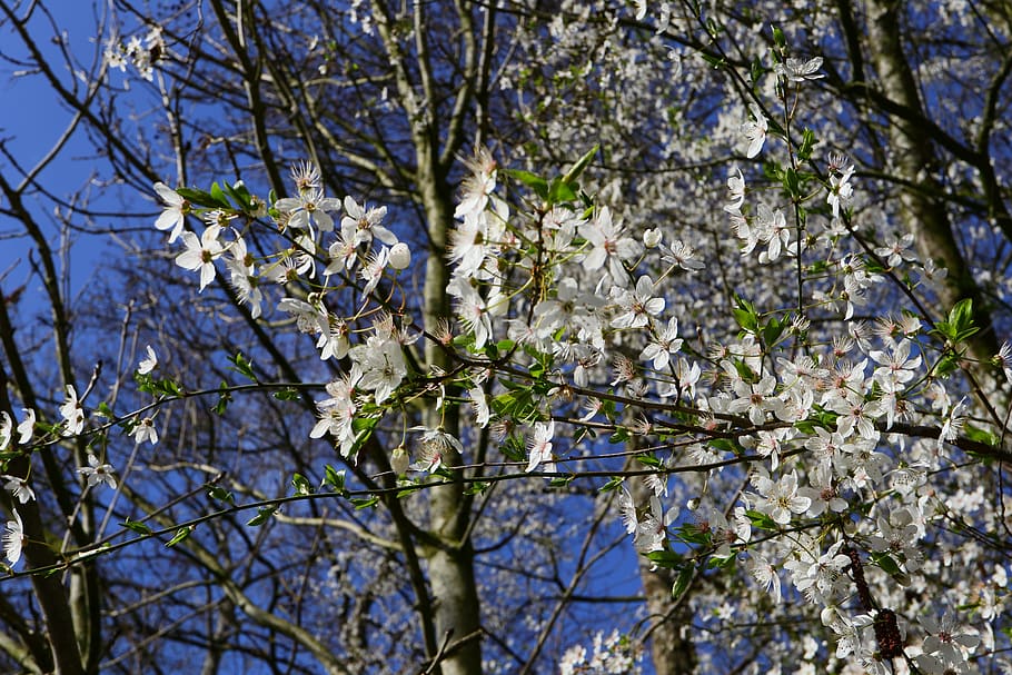 japanese cherry, tree, spring, branch, cherry blossom, bloom HD wallpaper