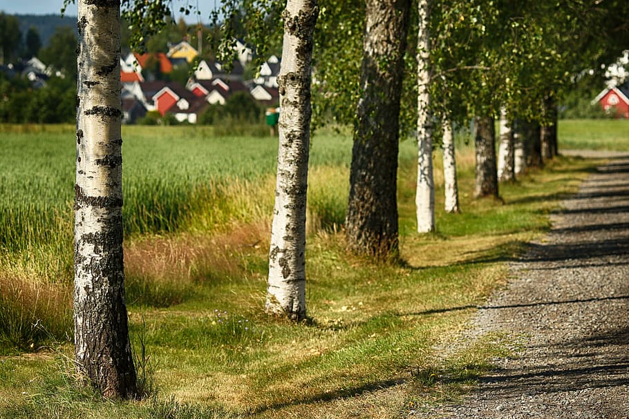 tree, nature, road, plant, tree trunk, grass, land, day, no people HD wallpaper