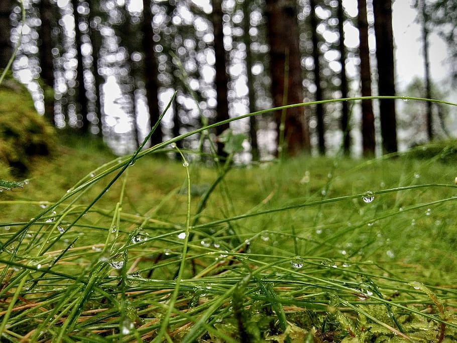 norway, ulvik, rain, raindrops, trees, tranquil, nature, green HD wallpaper