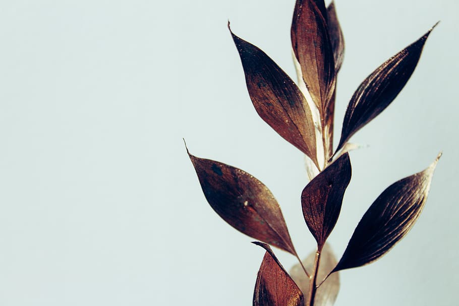 brown-leafed with white background, plant, flower, petal, blossom HD wallpaper