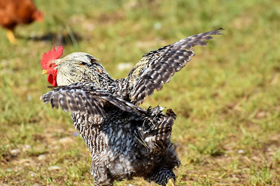 hahn, rooster head, crow, poultry, eye, comb, chicken, gockel HD wallpaper