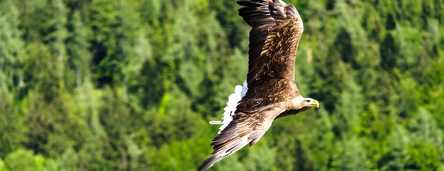 imperial eagle, adler, raptor, bird of prey, flying, freiflug