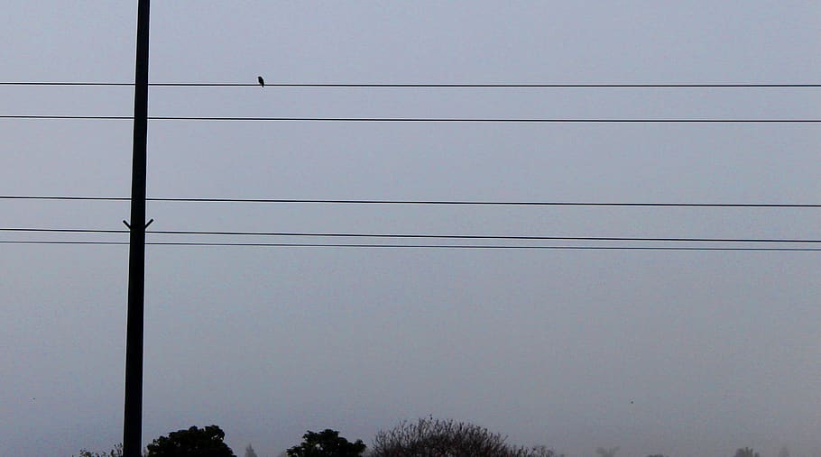 fog, bird, simple, cable, electricity, power line, connection HD wallpaper
