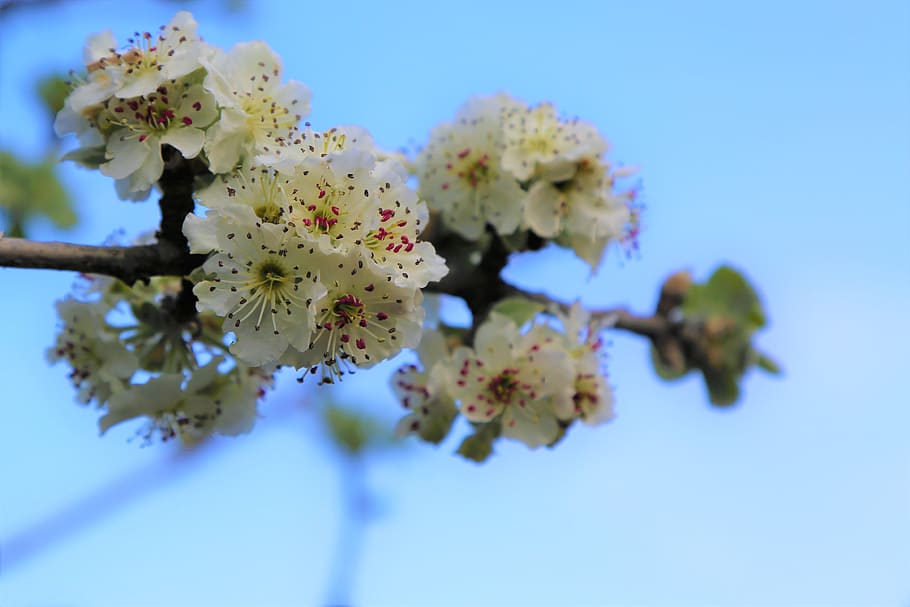 flower, nature, branch, tree, plant, spring, the leaves are HD wallpaper
