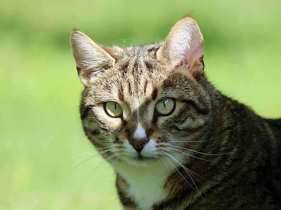 cat, animals, nature, pets, domestic cat, animal world, animal themes HD wallpaper